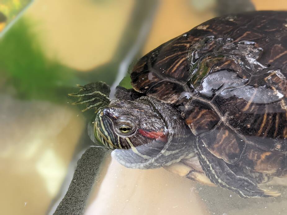 Image principale de l'article SPCA de Montréal : Rémi se cherche une famille