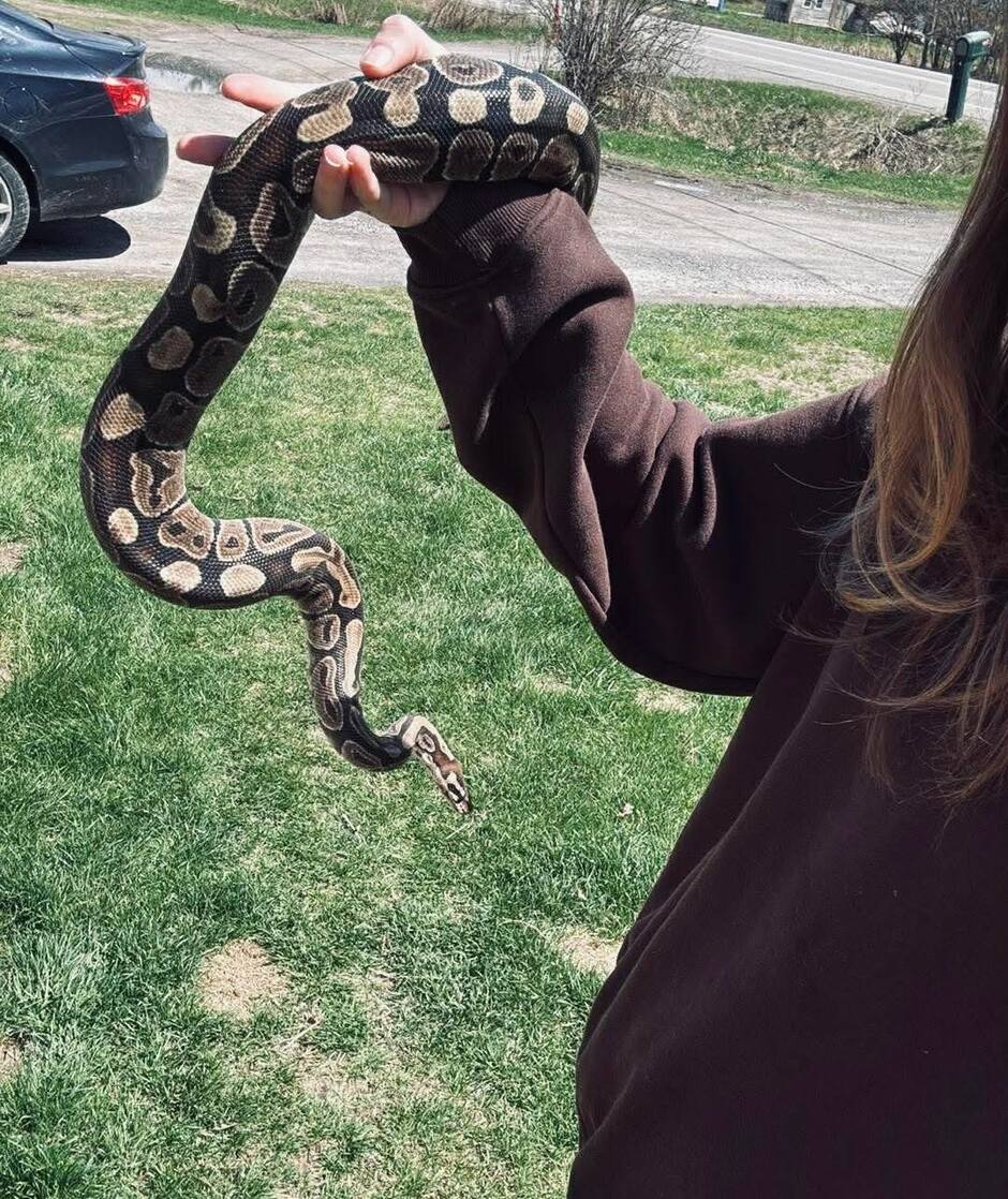 «C’est un miracle!»: le python royal en cavale à Ottawa retrouvé sain ...