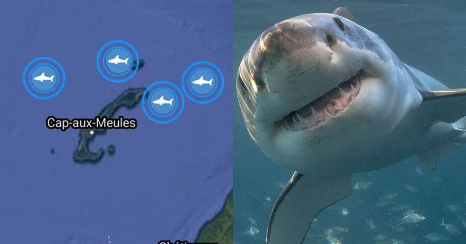 Image principale de l'article 4 requins encerclent les îles de la Madeleine