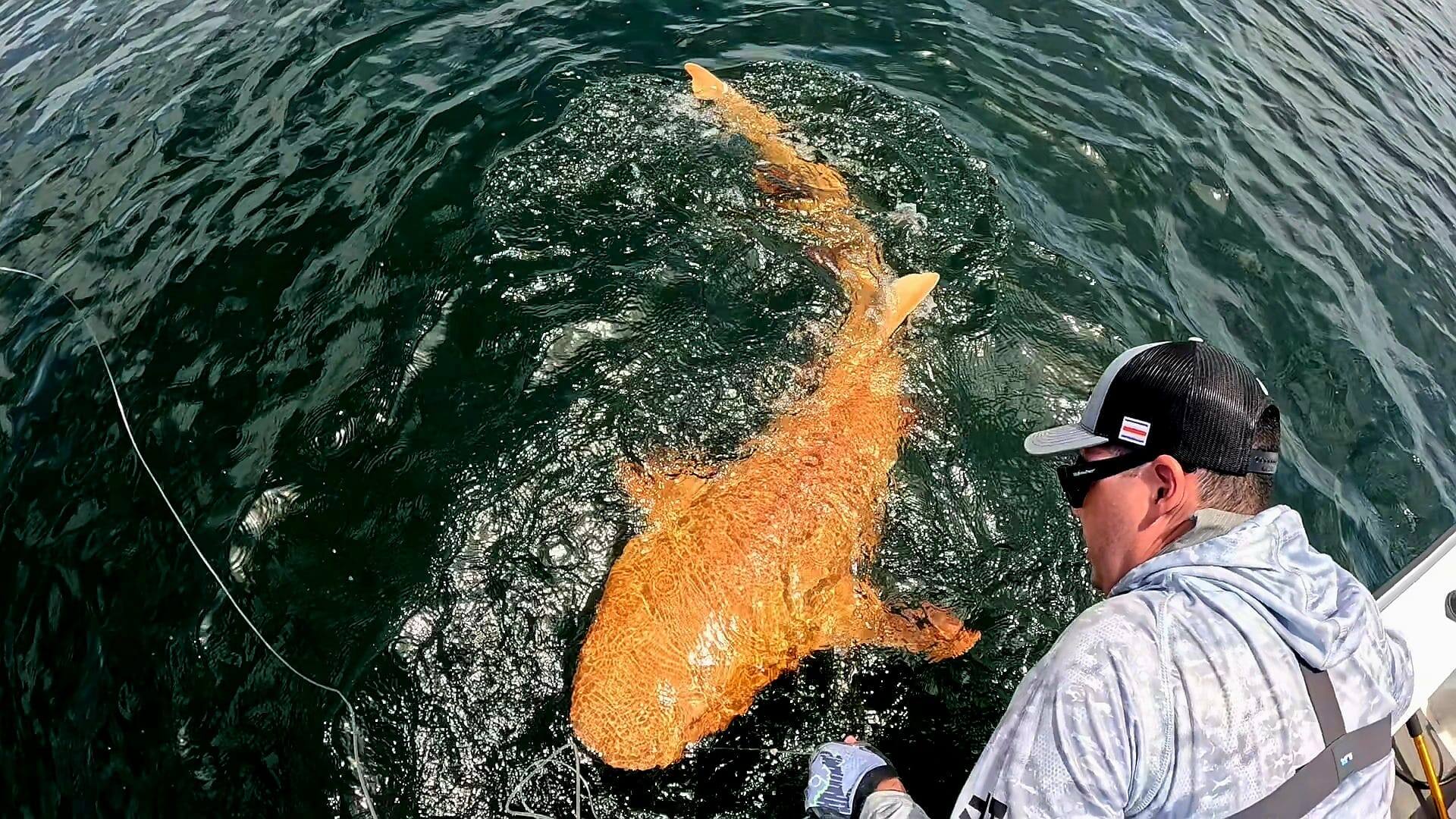 IMAGES | Un requin de couleur orange découvert pour la première fois au ...