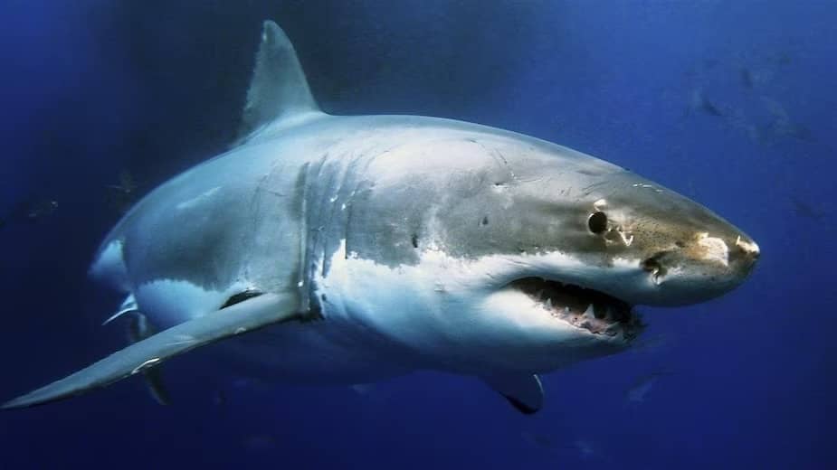 Un plongeur mordu à Percé : faut-il craindre les attaques de requins blancs?