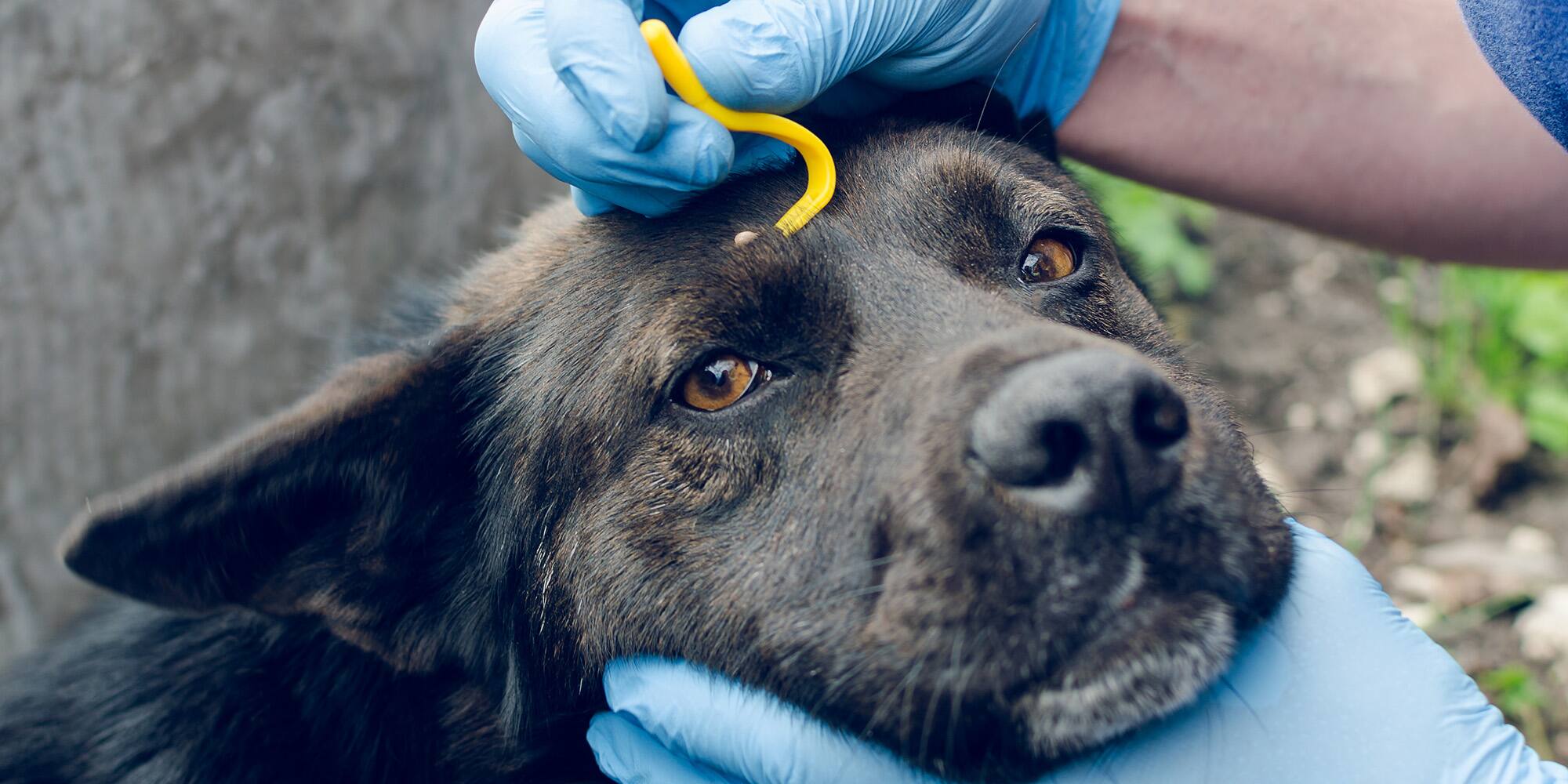 Comment retirer une tique à son chien ou chat