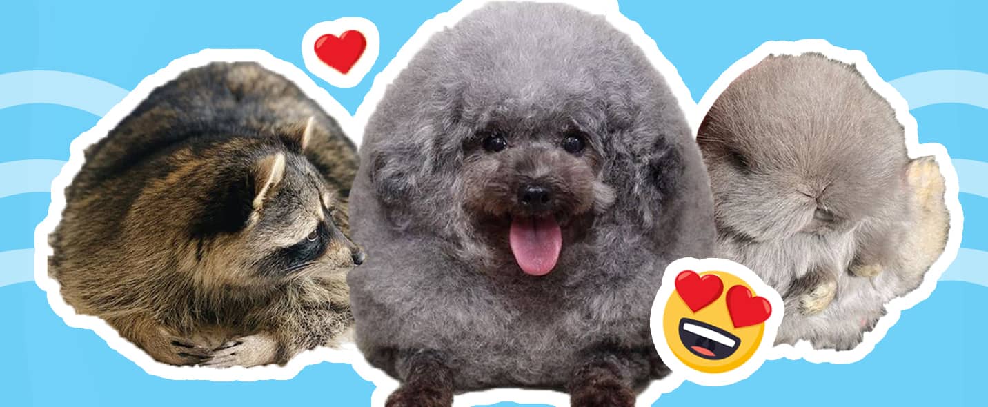 20 animaux ronds pour avoir une belle journée