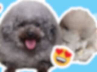 20 animaux ronds pour avoir une belle journée