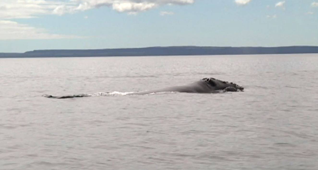 La vitesse des navires limit&eacute;e pour prot&eacute;ger les baleines noires