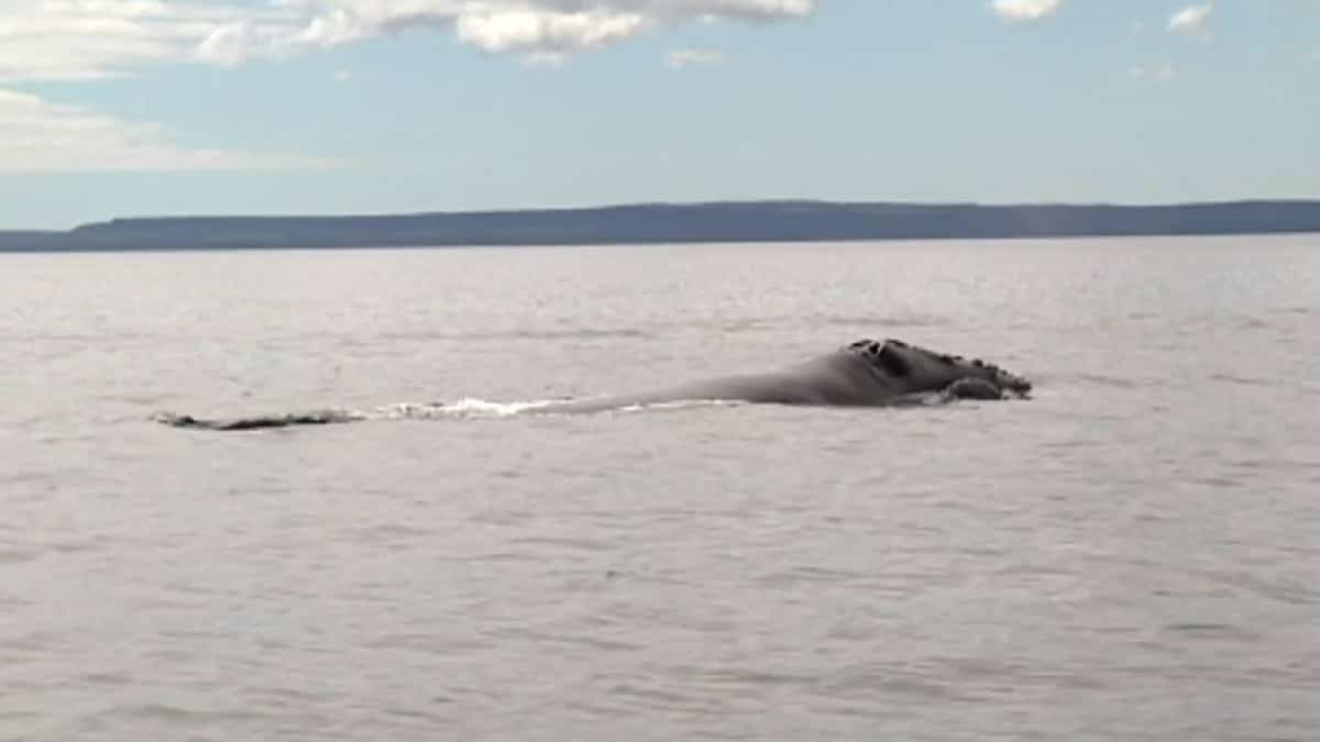 La vitesse des navires limitée pour protéger les baleines noires