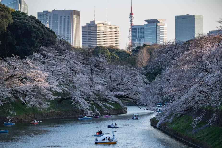 Image principale de l'article Le signal inquiétant des cerisiers japonais