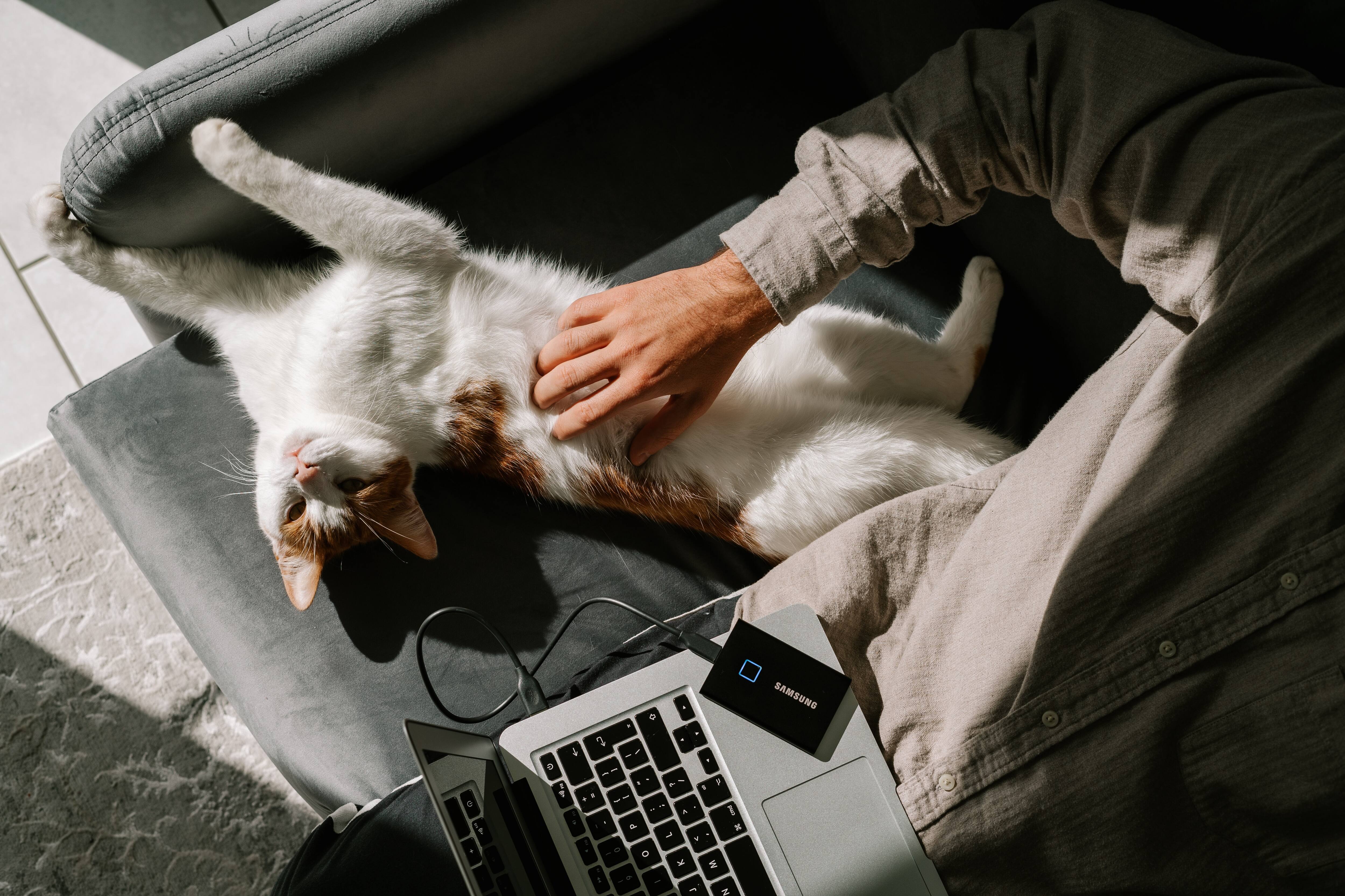 Journee Internationale Du Chat 10 Raisons D En Adopter Un Des Maintenant Salut Bonjour