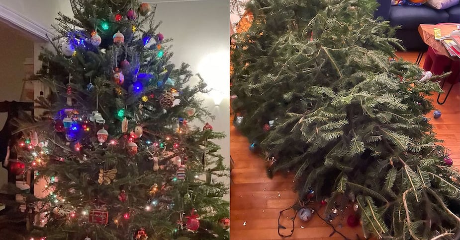 Image principale de l'article Mon chum tente de redresser notre sapin de Noël