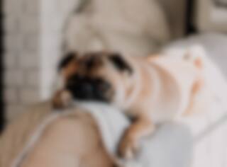 Les beaux chiens de nos personnalités préférées