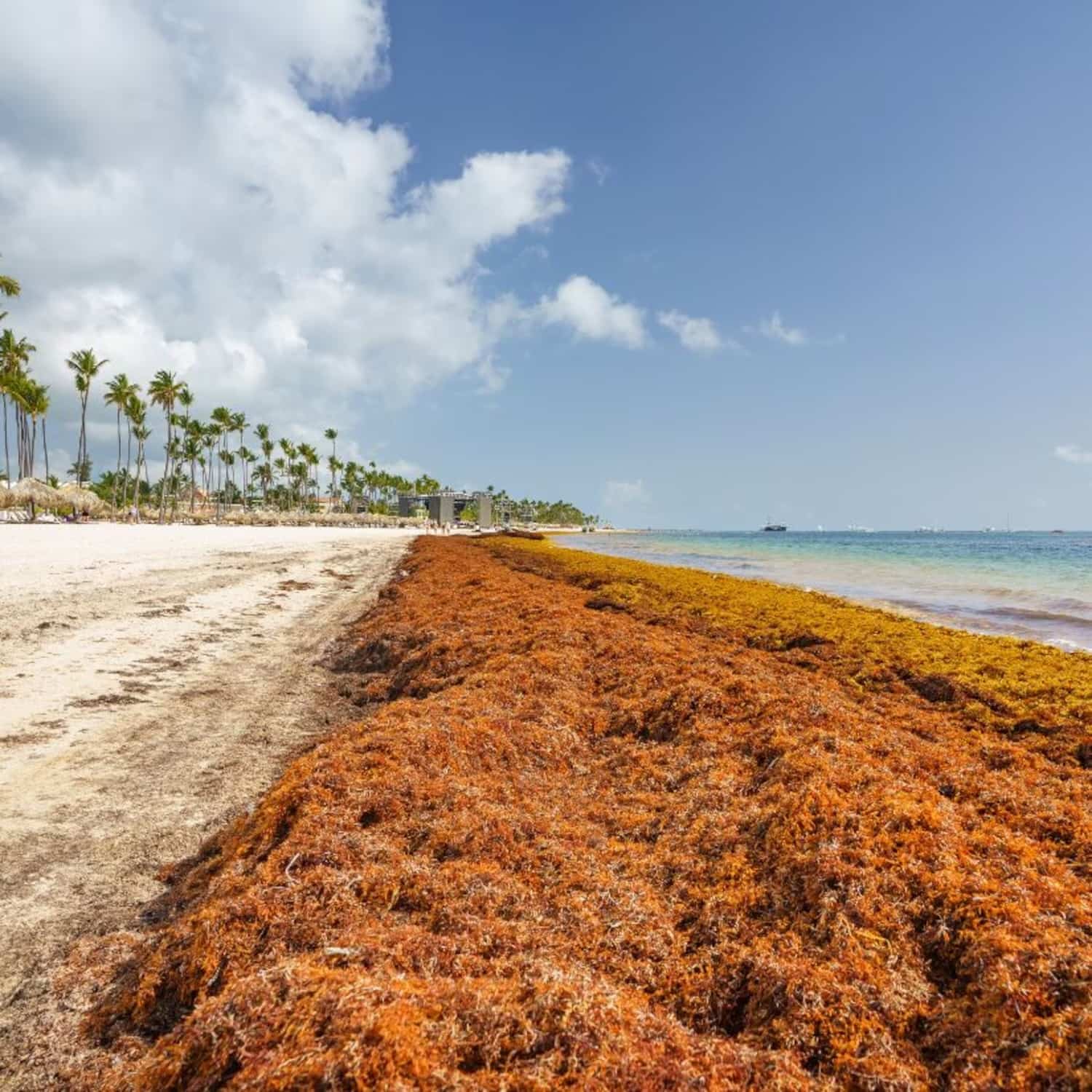 Où voyager ce printemps pour éviter les sargasses?