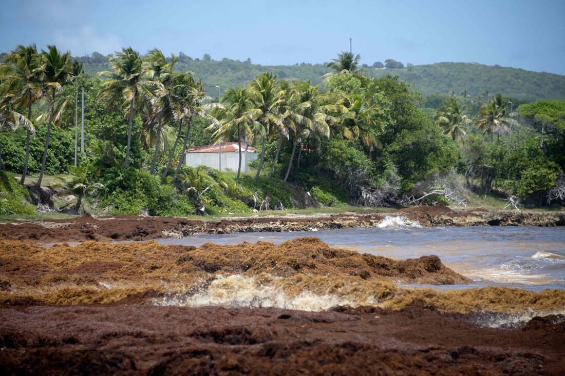 Fléau: des algues brunes puantes envahissent (encore) les plages du ...