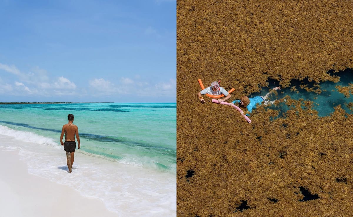 Image principale de l'article LA carte pour suivre l’évolution des sargasses