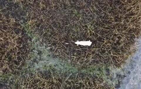 ON VIDEO | Flying sausages allow a dog to find its master