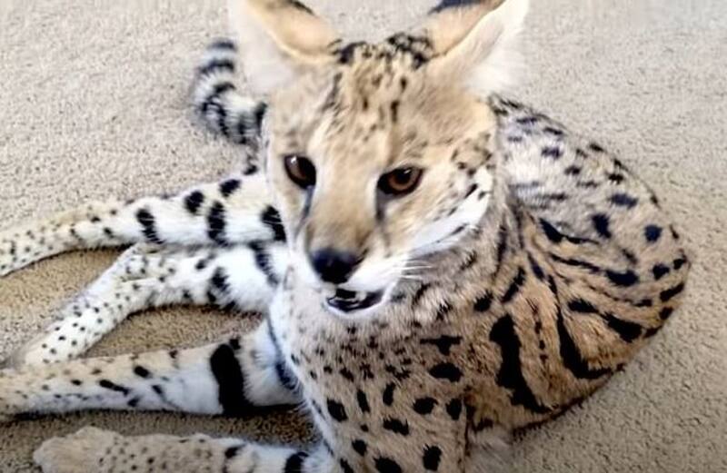 Un Couple Paie 9000 Pour Un Chat Savannah Qui Se Revele Etre Un Tigre Tva Nouvelles Un Couple Paie 9000 Pour Un Chat Savannah Qui Se Revele Etre Un Tigre Tva Nouvelles