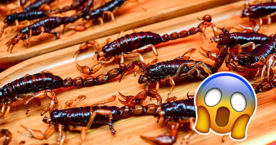 Image principale de l'article Des pluies engendrent 500 piqûres de scorpions