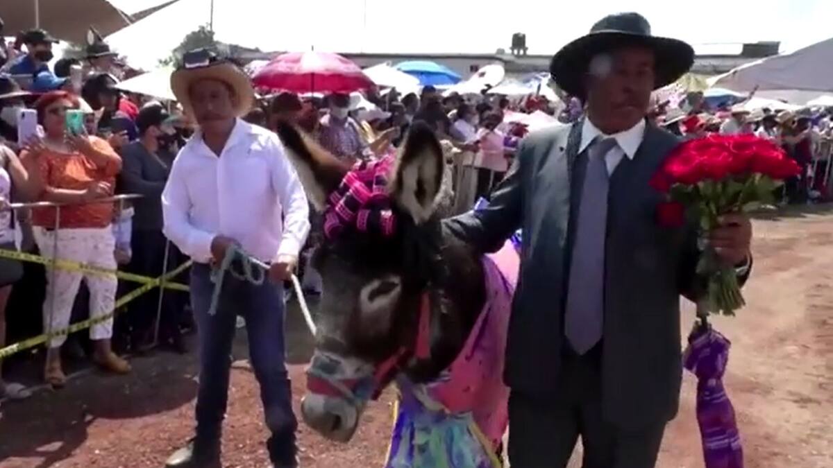 Les ânes célébrés durant la fête des Travailleurs