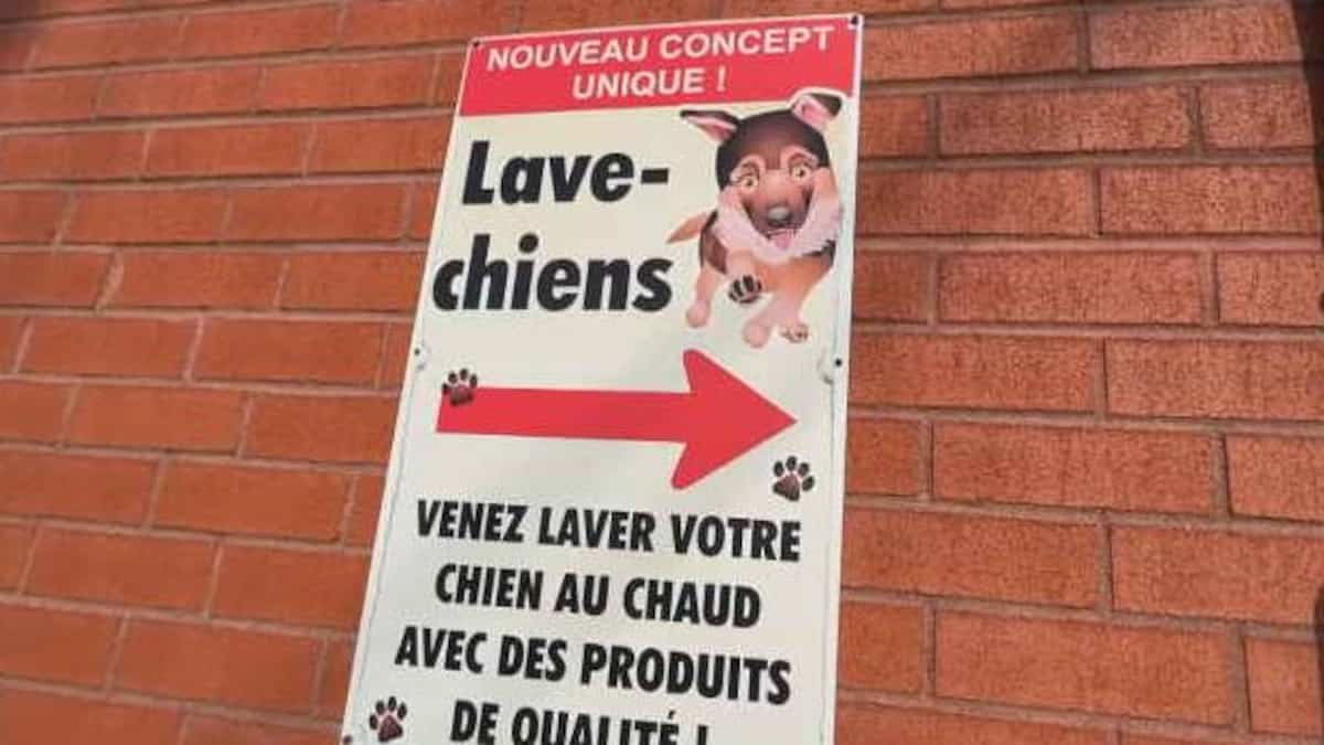 Après le lave-auto, le lave-chiens
