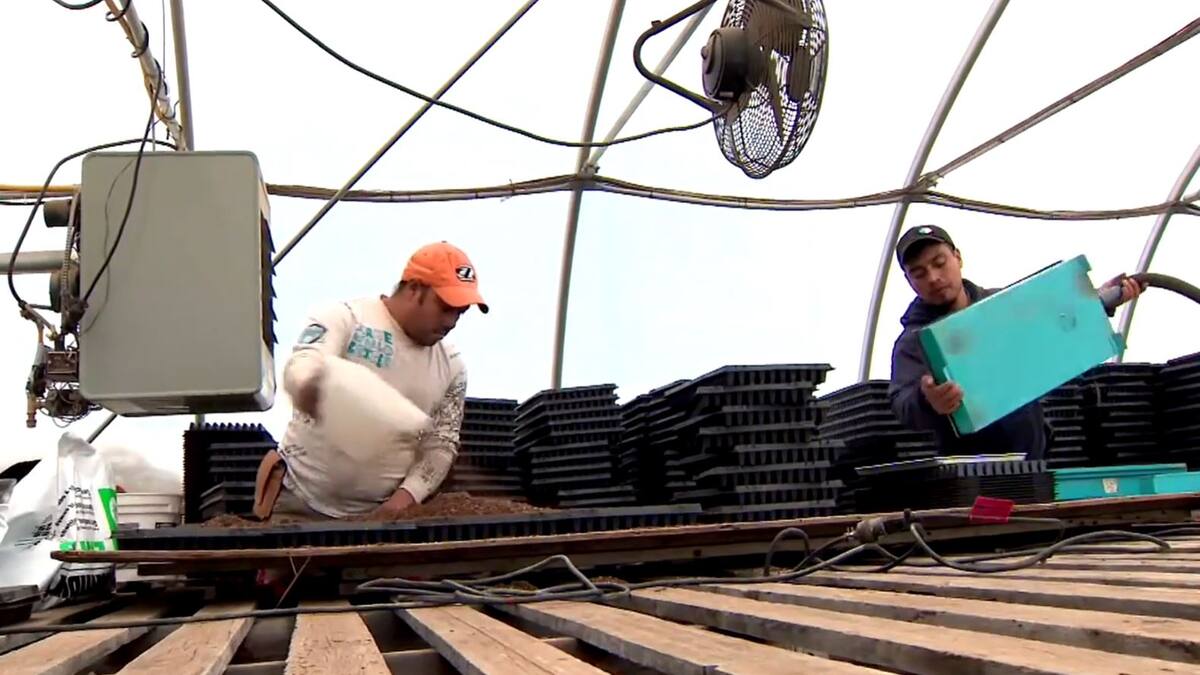 Pénurie de main-d’œuvre: des besoins criants dans le milieu agricole