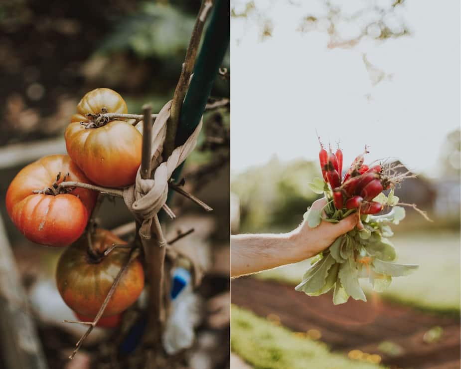 Image principale de l'article Tout savoir pour planter des semis