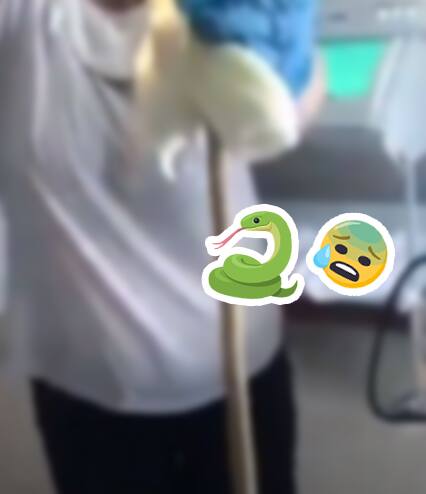 Un serpent de 1.2 mètre se glisse dans son estomac