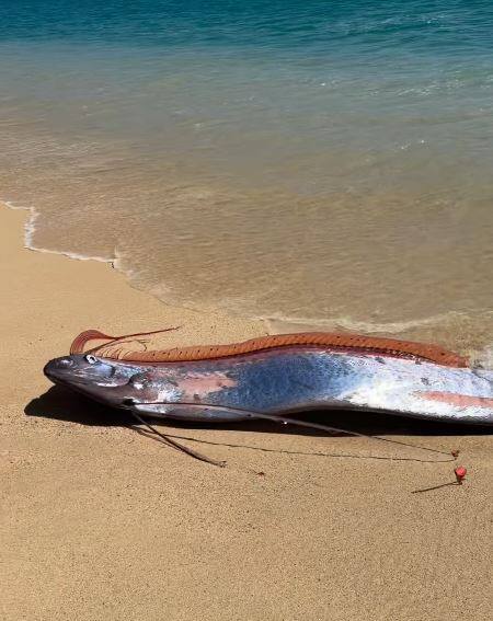 EN IMAGES | Deux énormes «poissons de l’apocalypse» découverts sur une ...
