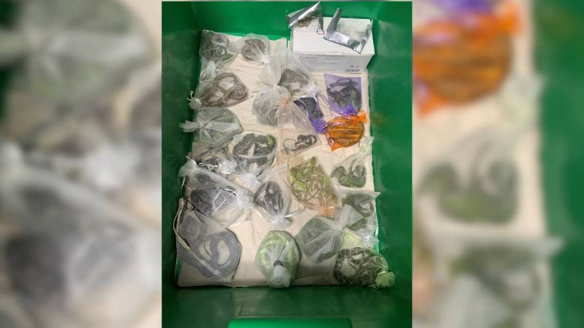 Arrêté après avoir vendu plus de 1700 animaux sauvages