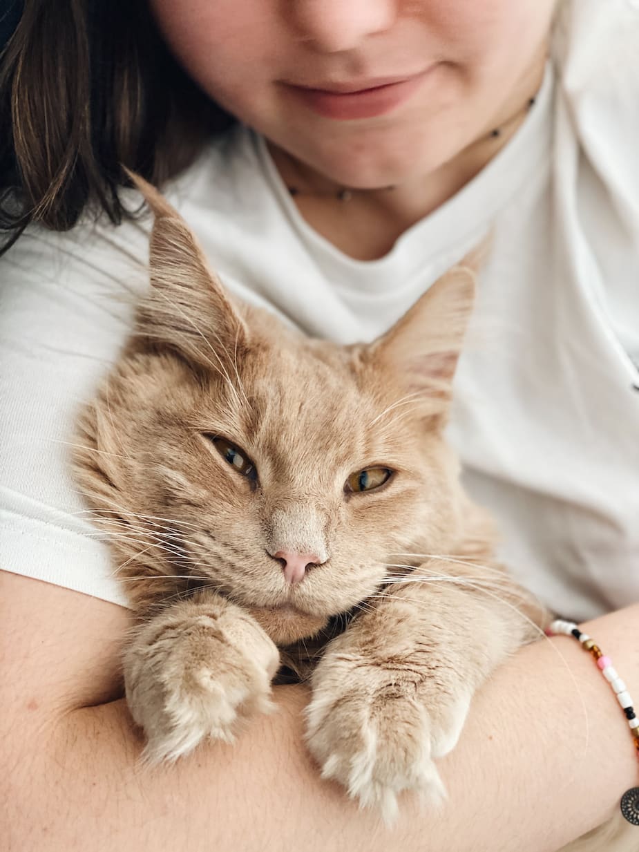 Journee Internationale Du Chat 10 Raisons D En Adopter Un Des Maintenant Salut Bonjour Journee Internationale Du Chat 10 Raisons D En Adopter Un Des Maintenant Salut Bonjour