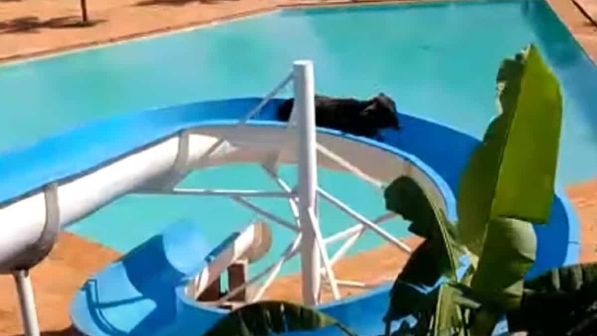 Une vache s’amuse dans un parc aquatique