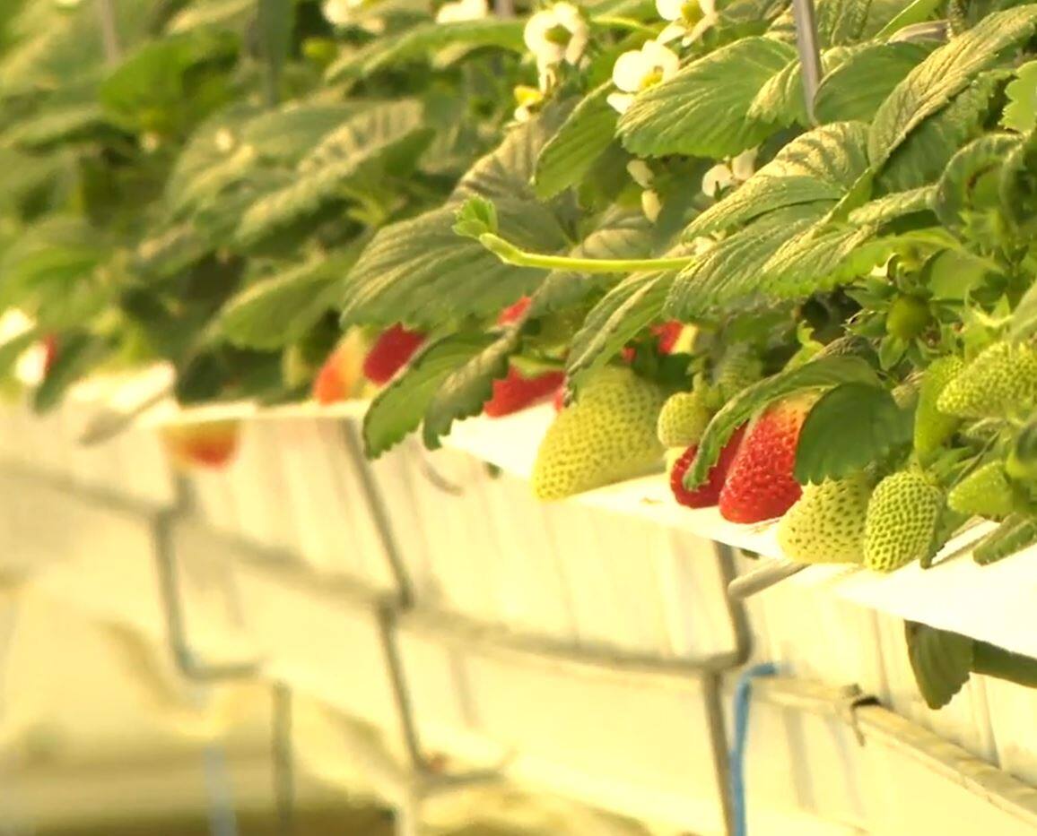 Le grand d&eacute;fi de produire des fraises en hiver au Qu&eacute;bec