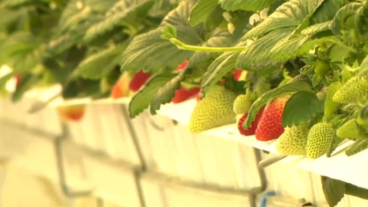 Le grand défi de produire des fraises en hiver au Québec