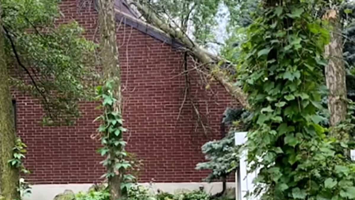 Des arbres morts menacent leur maison