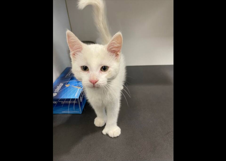 Cruaute Animale A Sherbrooke Trois Chatons Lances A Partir D Un Vehicule En Mouvement Jdq Cruaute Animale A Sherbrooke Trois Chatons Lances A Partir D Un Vehicule En Mouvement Jdq