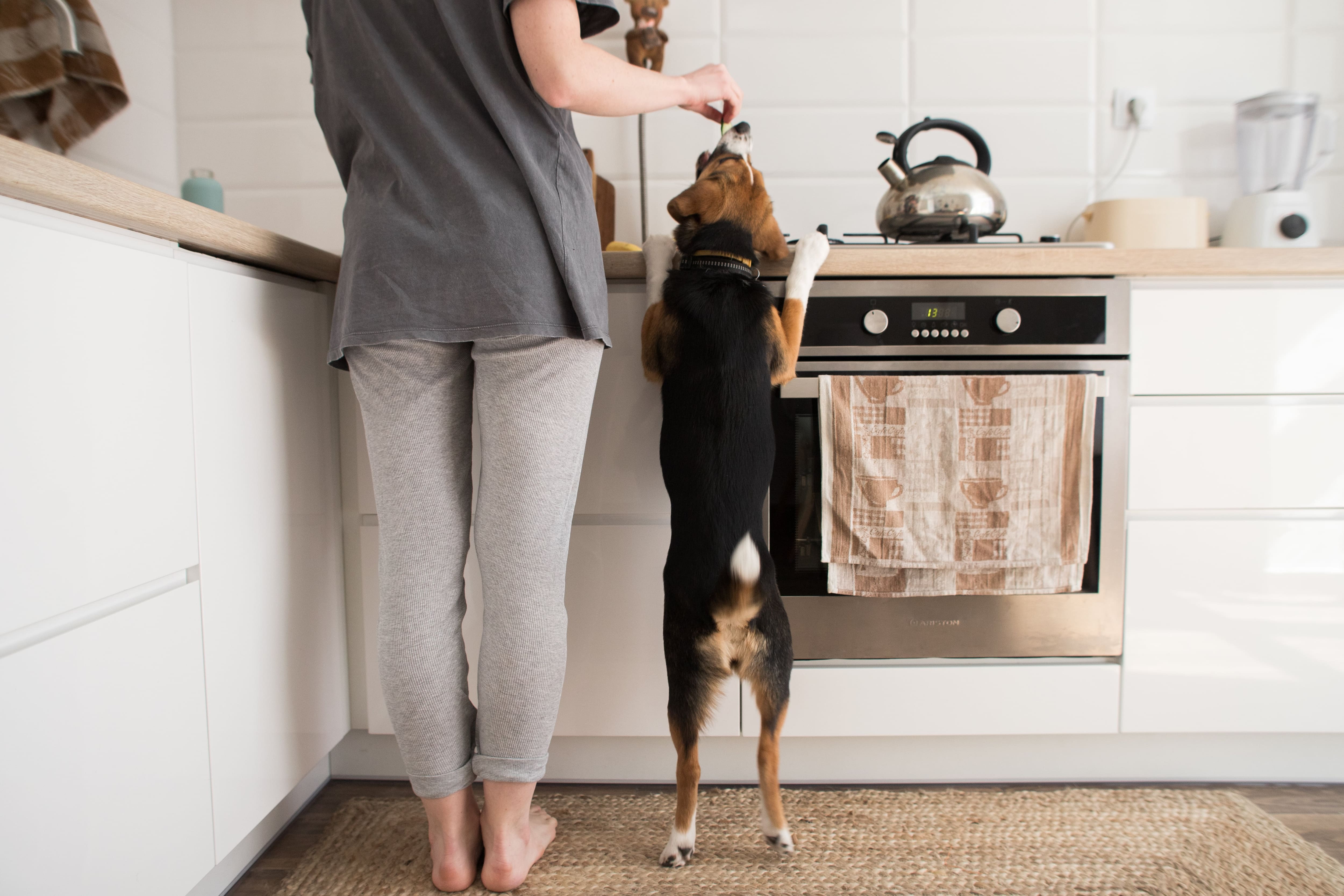 10 aliments toxiques pour les chiens 
