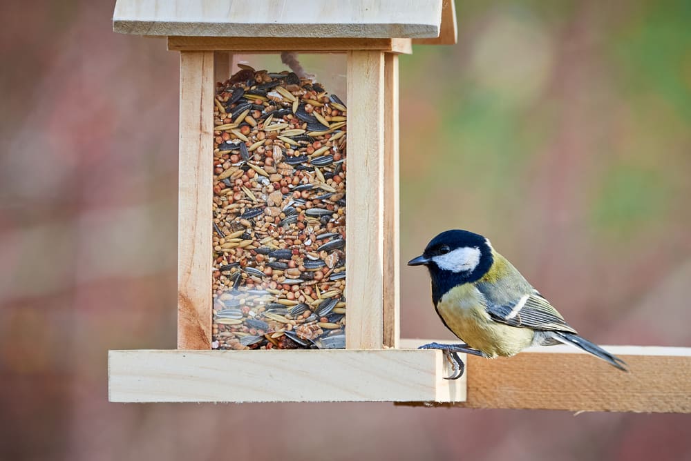 Attirer les oiseaux chez soi: tirer le maximum de sa mangeoire