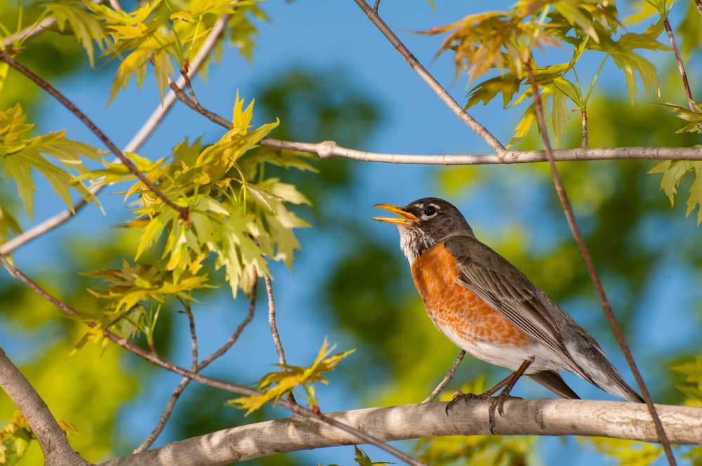 7 oiseaux à observer en avril au Québec