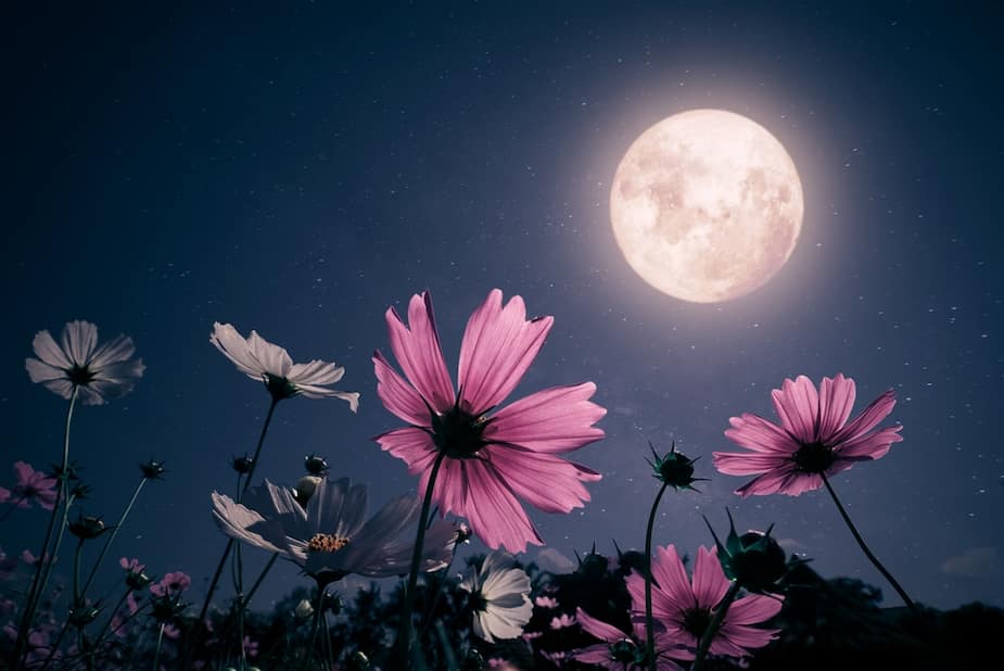 Image principale de l'article La pleine lune du mois risque de créer le chaos