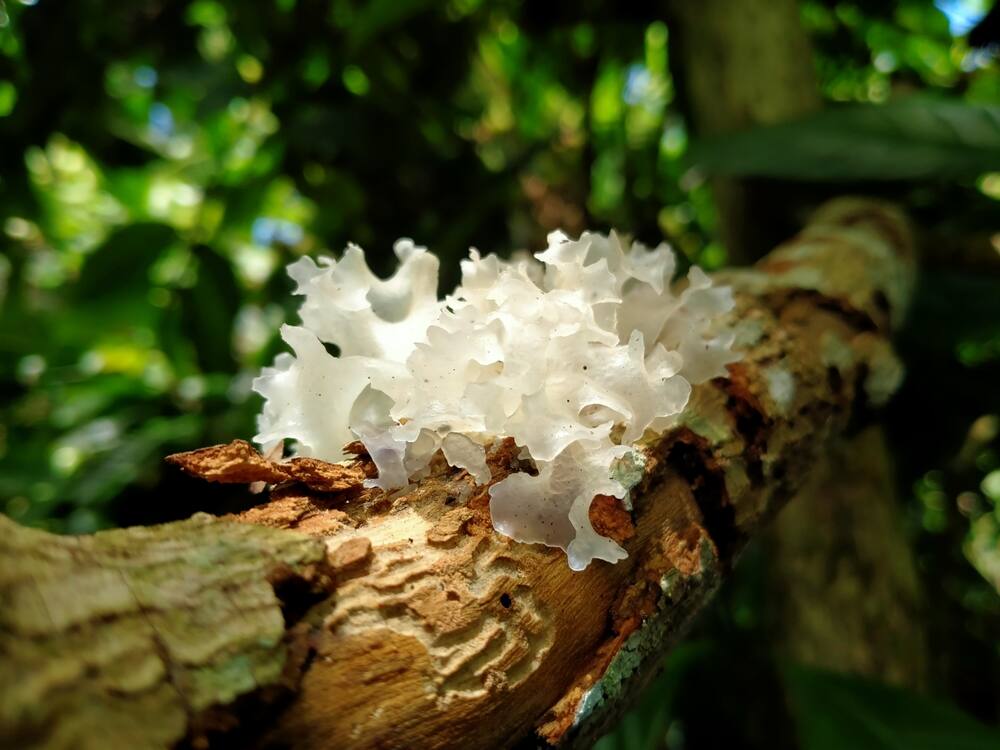Tremella fuciformis : le champignon de la beauté