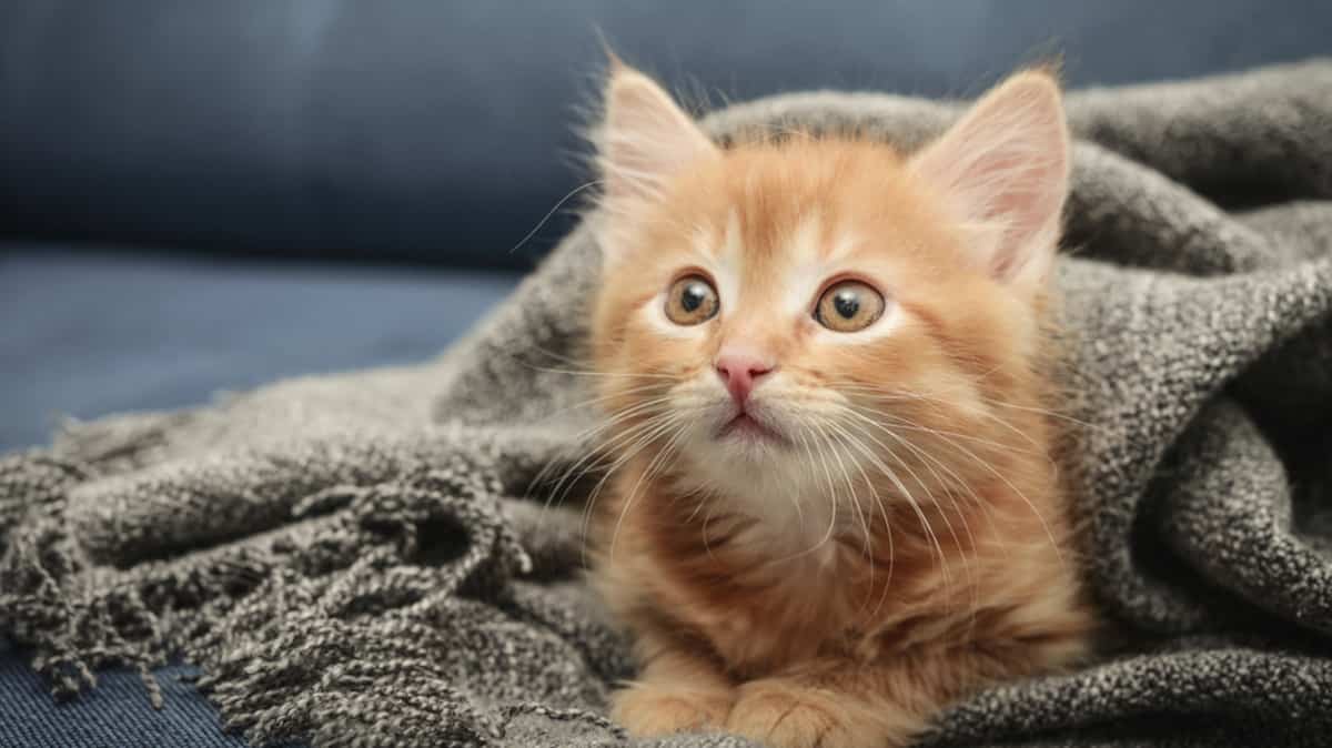 Quoi Faire Si Vous Trouvez Un Chaton Orphelin Salut Bonjour Quoi Faire Si Vous Trouvez Un Chaton Orphelin Salut Bonjour