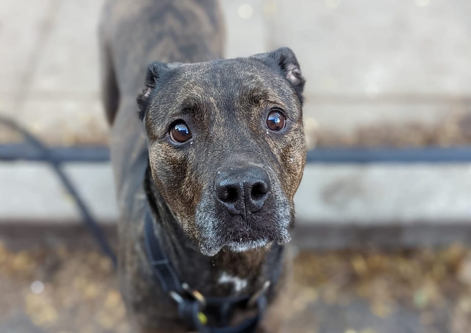 Image principale de l'article SPCA de Montréal: Sky cherche une nouvelle famille