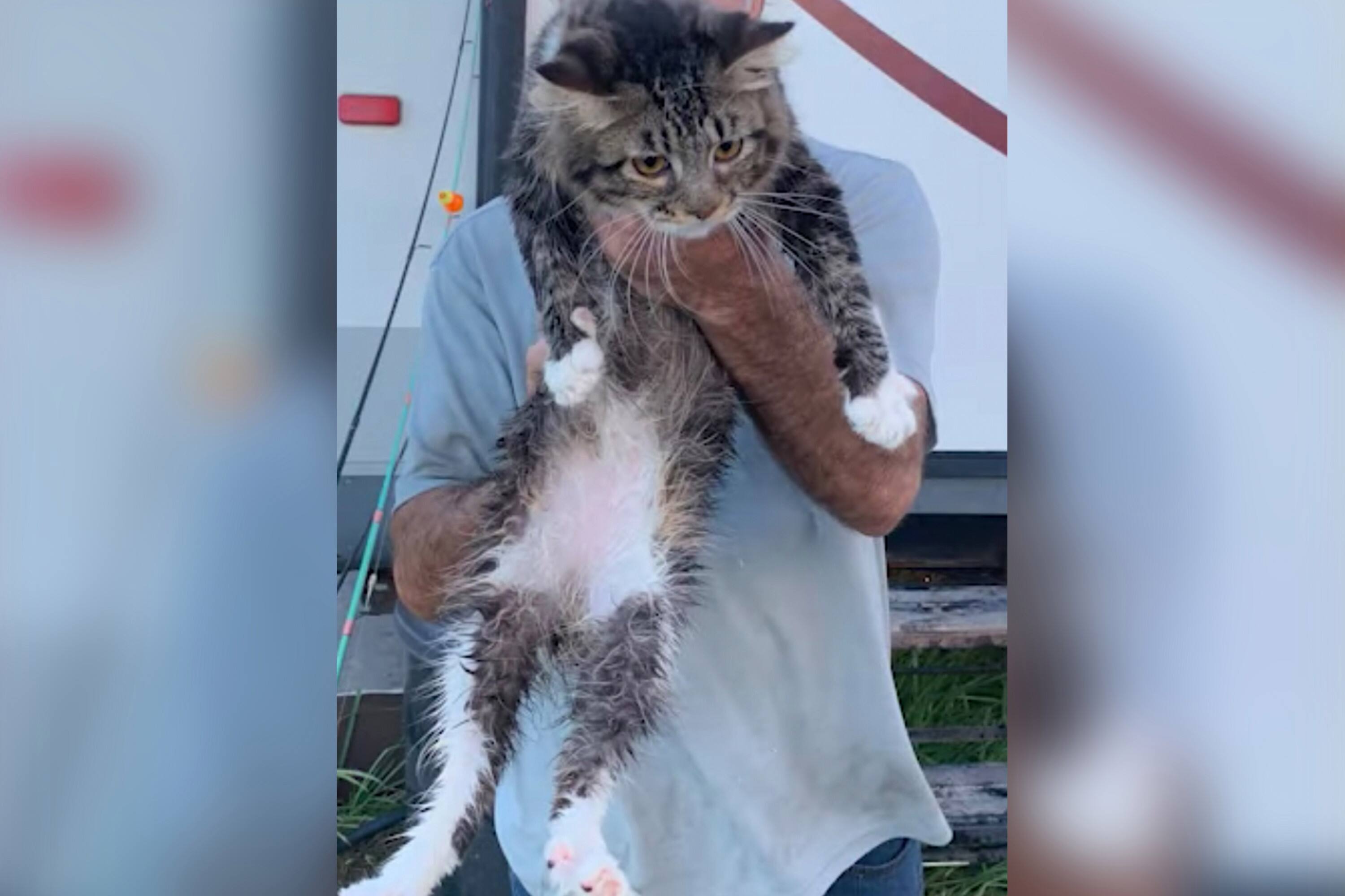 Video Des Spectateurs Sauvent Un Chat D Une Chute Fatale En L Attrapant Avec Un Drapeau Dans Un Stade De Football Le Sac De Chips