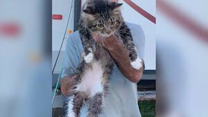 Video Des Spectateurs Sauvent Un Chat D Une Chute Fatale En L Attrapant Avec Un Drapeau Dans Un Stade De Football Le Sac De Chips Video Des Spectateurs Sauvent Un Chat D Une Chute Fatale En L Attrapant Avec Un Drapeau Dans Un Stade De Football Le Sac De Chips