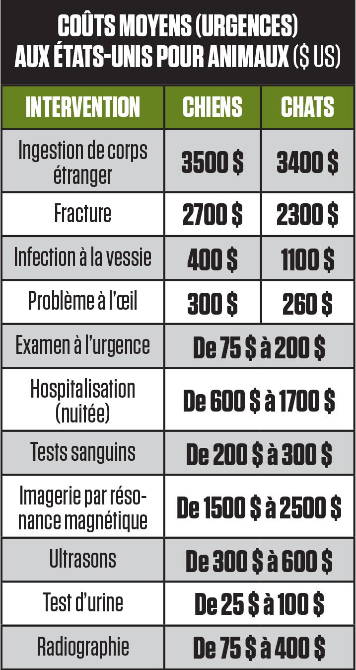 young couple with dogs in a camping van