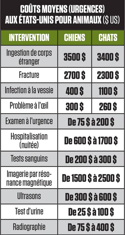 young couple with dogs in a camping van