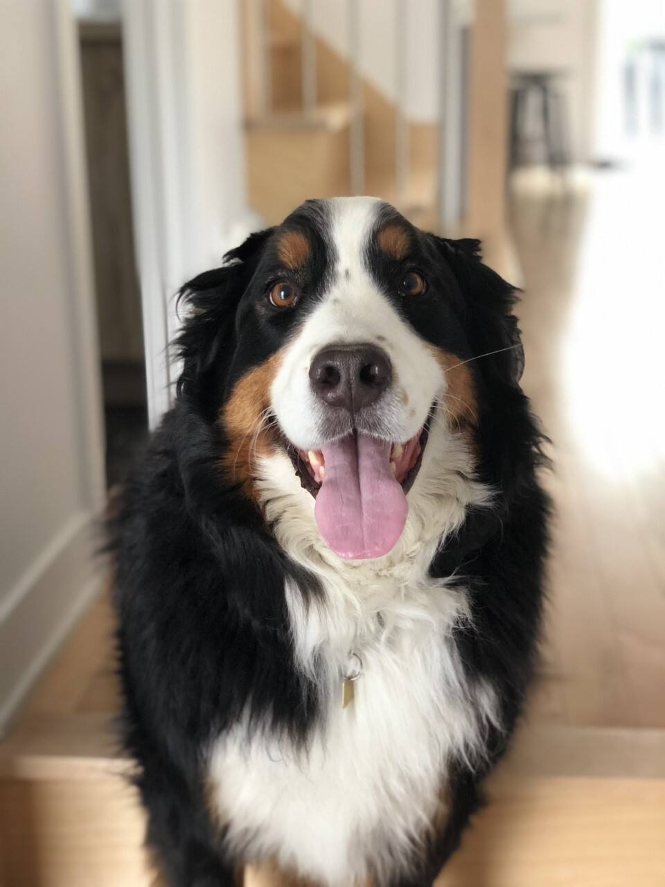 Grille Pare Chien Tubulaire Feu Vert