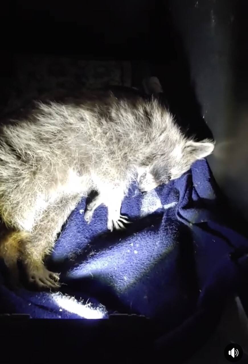 Une Maman Raton Laveur Et Ses Bebes Battus Et Jetes Aux Ordures Tva Nouvelles