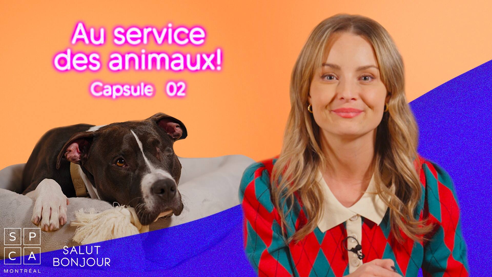 Êtes-vous témoins de violence animale?