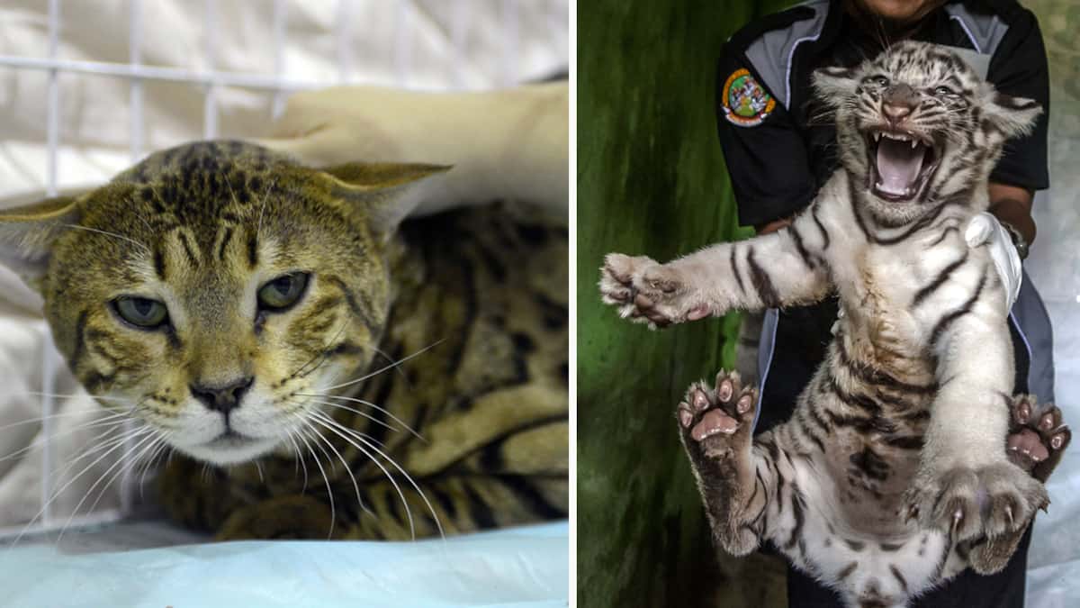 Un Couple Qui Avait Achete Un Chaton Sur Internet Realise Qu Il S Agit En Fait D Un Tigre Le Sac De Chips Un Couple Qui Avait Achete Un Chaton Sur Internet Realise Qu Il S Agit En Fait D Un Tigre Le Sac De Chips