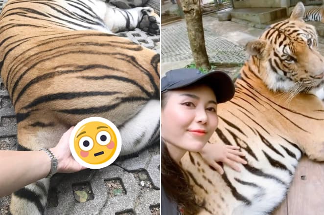 Critiquée pour avoir palpé des testicules de tigre