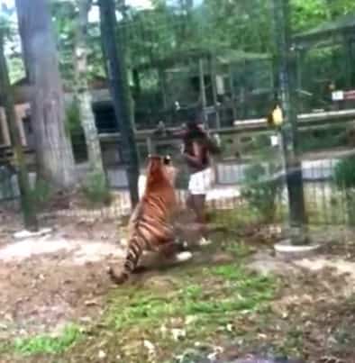 Recherch&eacute;e apr&egrave;s avoir saut&eacute; la cl&ocirc;ture d&rsquo;un zoo... pour flatter un tigre